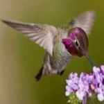 image of bird