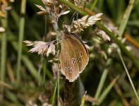 image of ringlet
