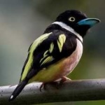 image of bird