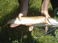 image of barracouta