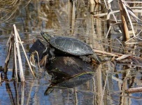 image of mud_turtle