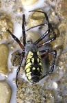 image of barn_spider