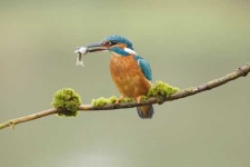 image of kingfisher