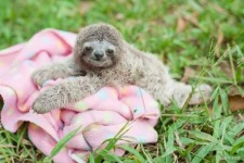 image of sloth