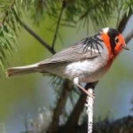 image of bird