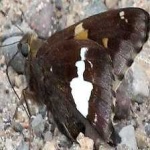 image of animal