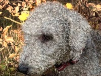 image of bedlington_terrier