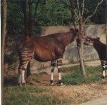 image of animal