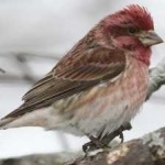 image of bird