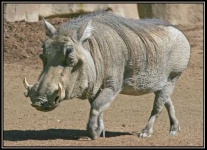 image of warthog #14