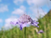 image of flower