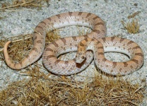 image of sidewinder