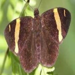 image of animal