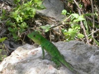 image of green_lizard
