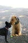 image of airedale
