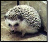 image of porcupine
