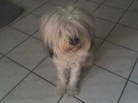 image of tibetan_terrier