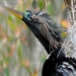 image of bird