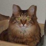 image of animal