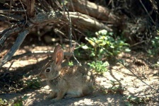 image of wood_rabbit