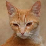 image of animal