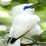 image of bird
