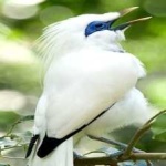 image of bali_starling #11