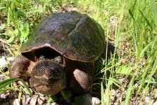 image of mud_turtle