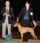 image of vizsla