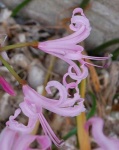 image of flower