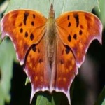 image of animal