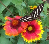 image of flower