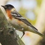 image of bird