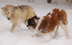 image of timber_wolf