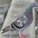 image of bird