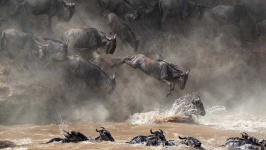 image of animal_migration