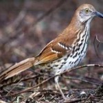 image of bird