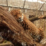 image of jaguar_car