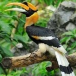 image of hornbill