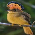 image of royal_flycatcher