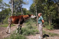 image of animal