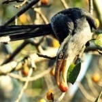 image of bird