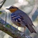 image of bird