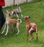 image of whippet #17