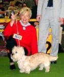 image of dandie_dinmont