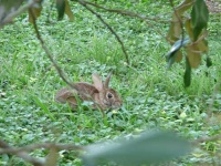 image of wood_rabbit