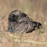 image of bird