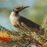 image of bird