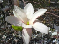 image of magnolia #58