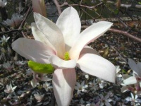 image of flower